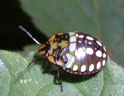 Crisomelide o coccinellide ?